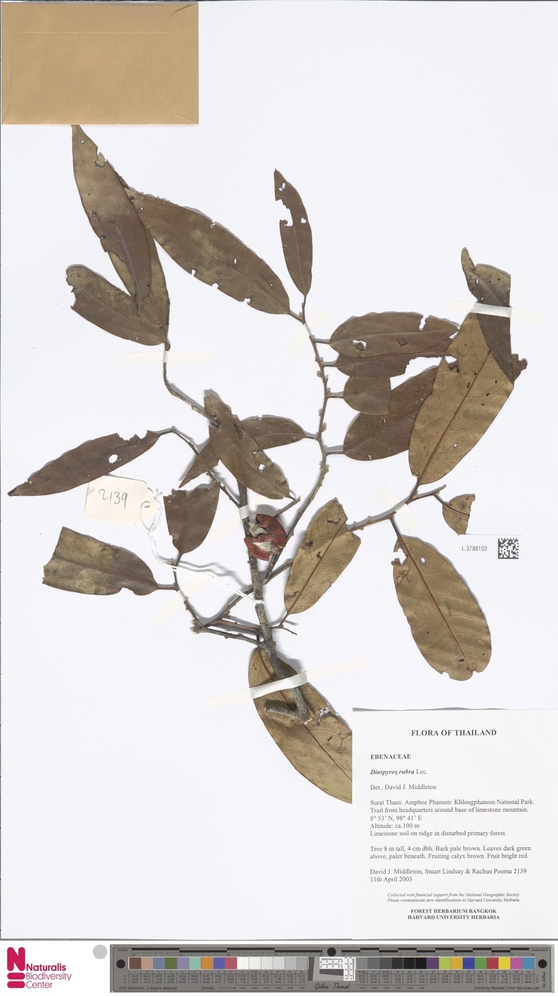 Diospyros defectrix photo 6