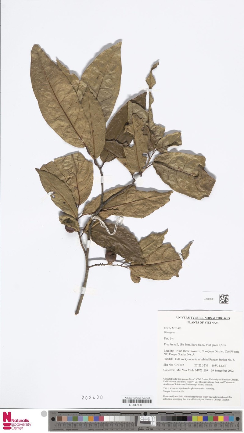 Diospyros defectrix photo 7