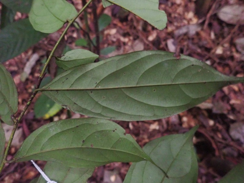 Diospyros dendo photo 2