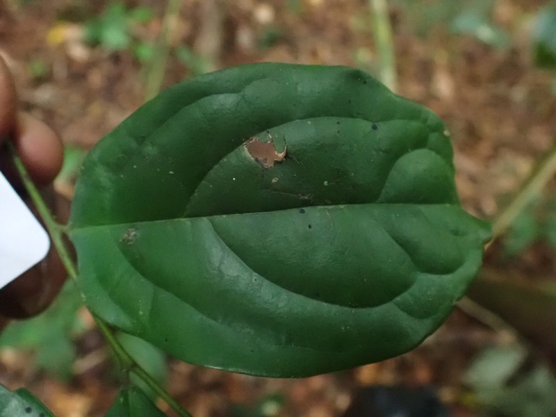 Diospyros dendo photo 3