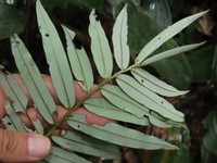 Diospyros dichroa