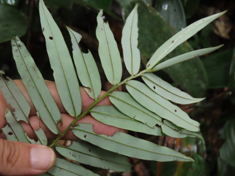 Diospyros dichroa