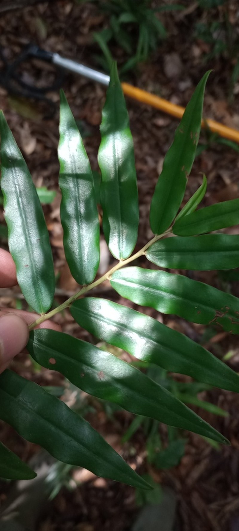 Diospyros dichroa photo 2