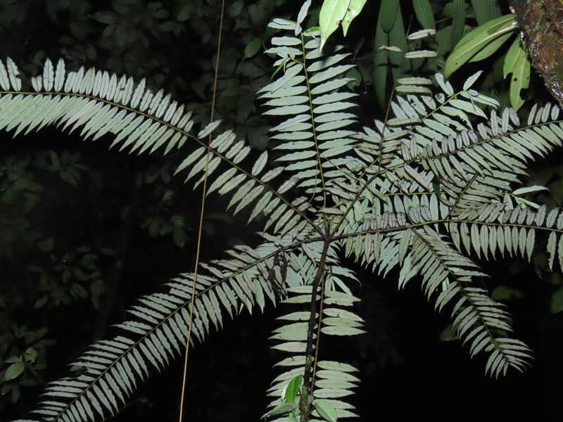 Diospyros dichroa photo 3