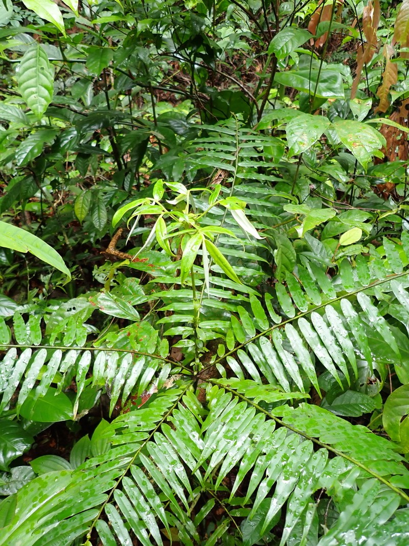 Diospyros dichroa photo 4