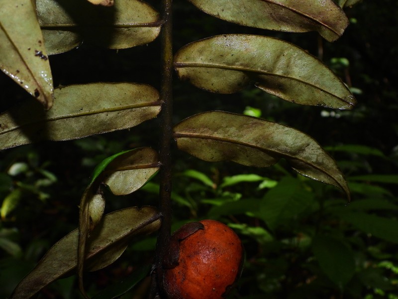 Diospyros dichroa photo 5