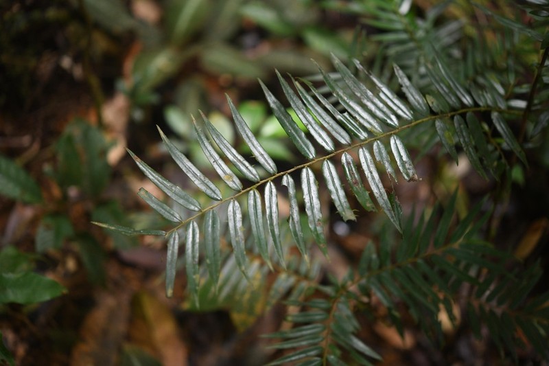 Diospyros dichroa photo 6