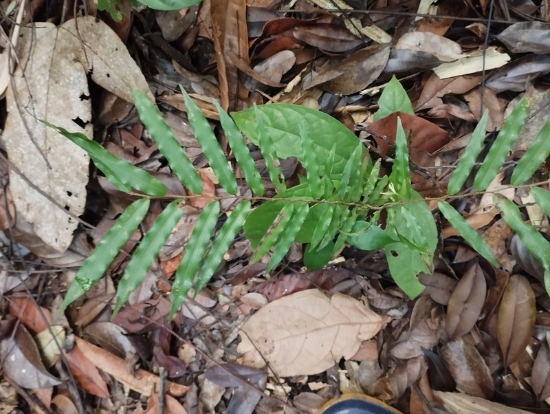 Diospyros dichroa photo 7