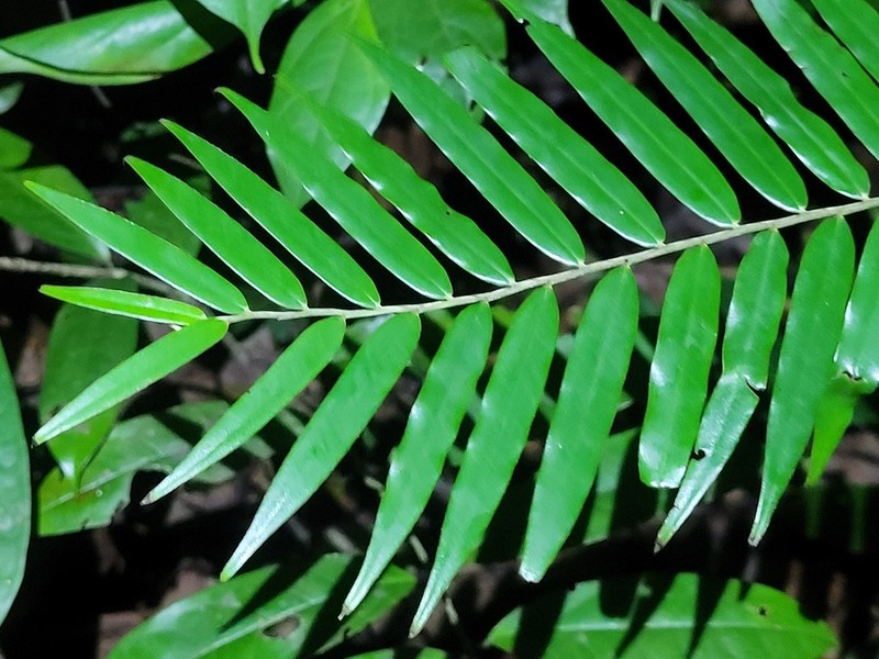 Diospyros dichroa photo 8
