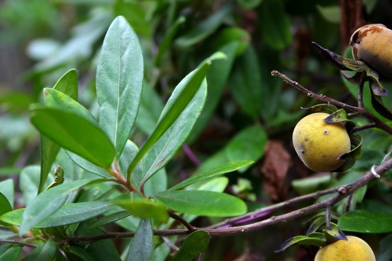 Diospyros dichrophylla