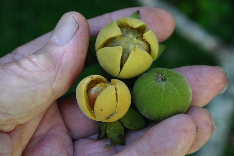 Diospyros dichrophylla photo 2