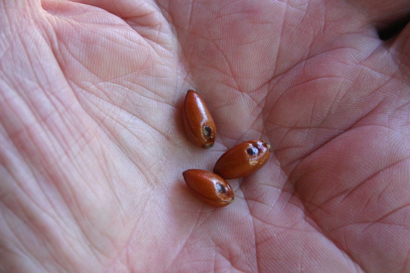 Diospyros dichrophylla photo 3