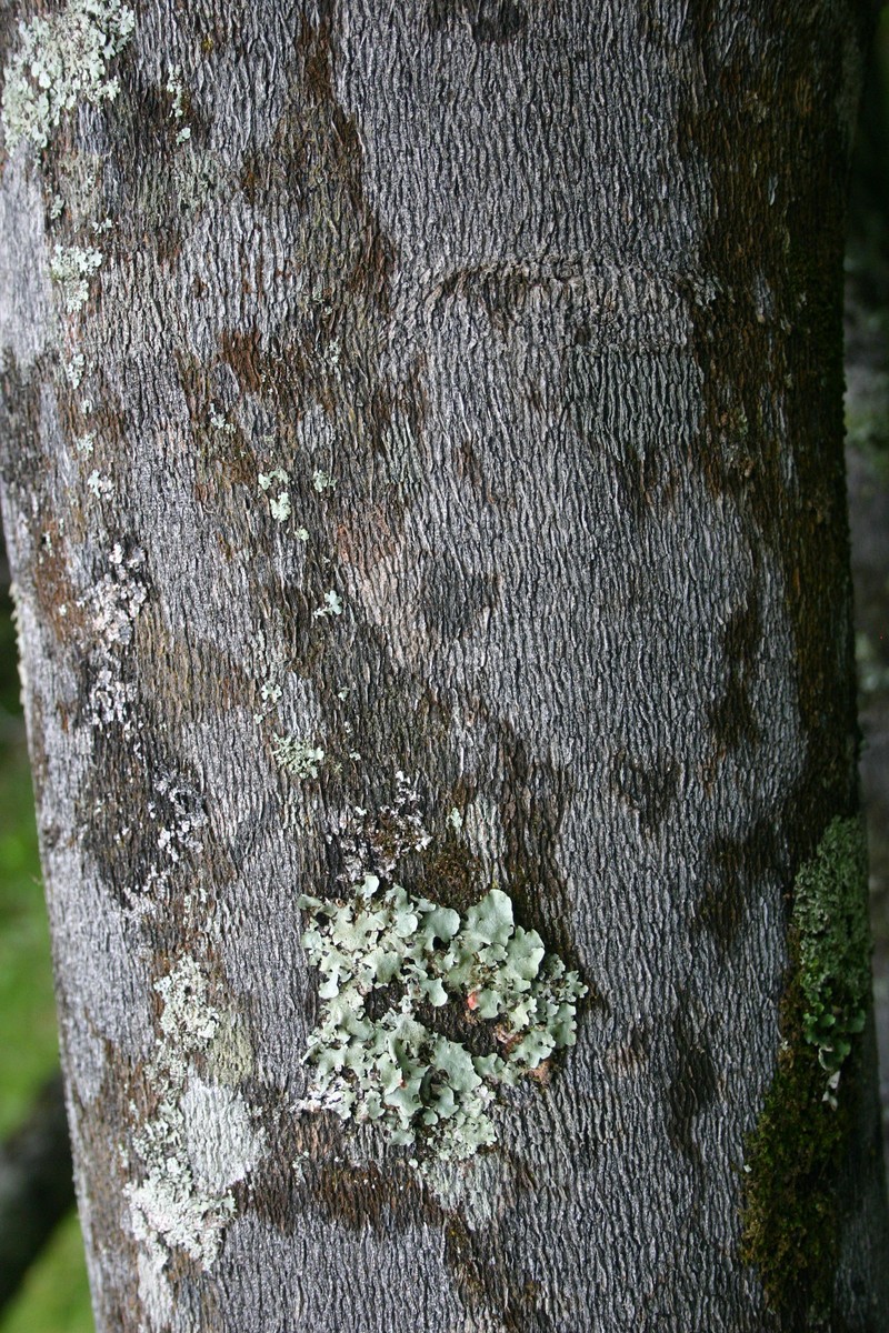 Diospyros dichrophylla photo 4