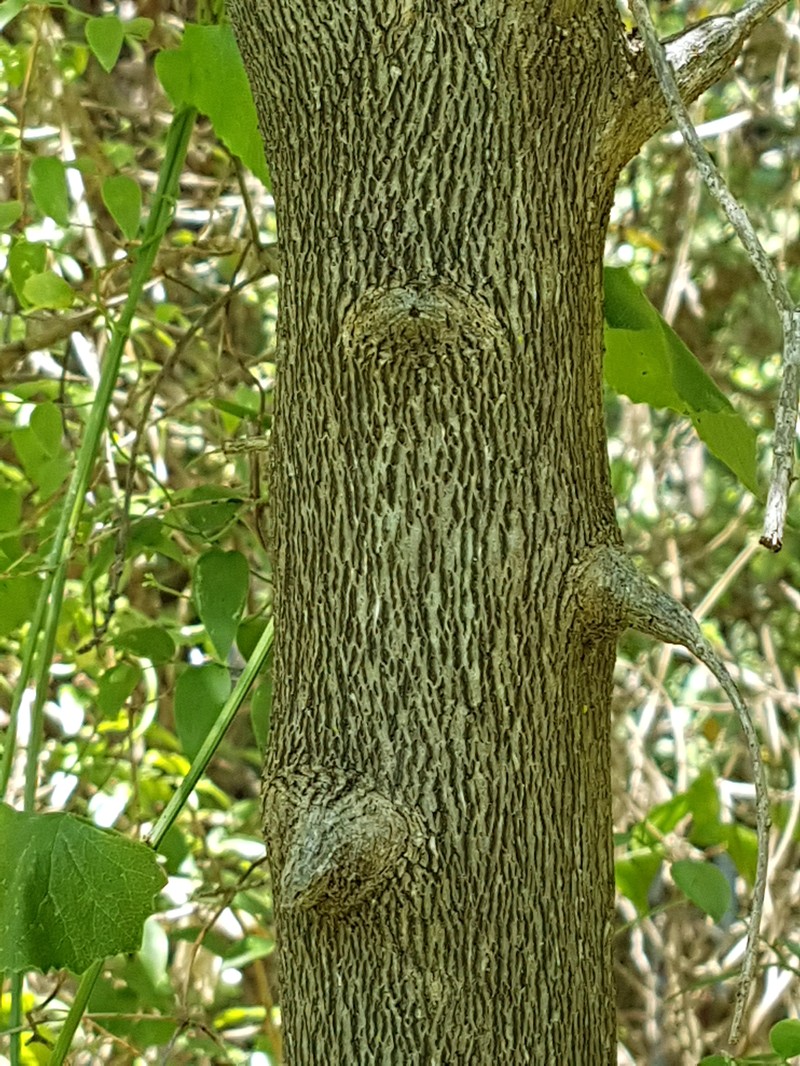 Diospyros dichrophylla photo 5