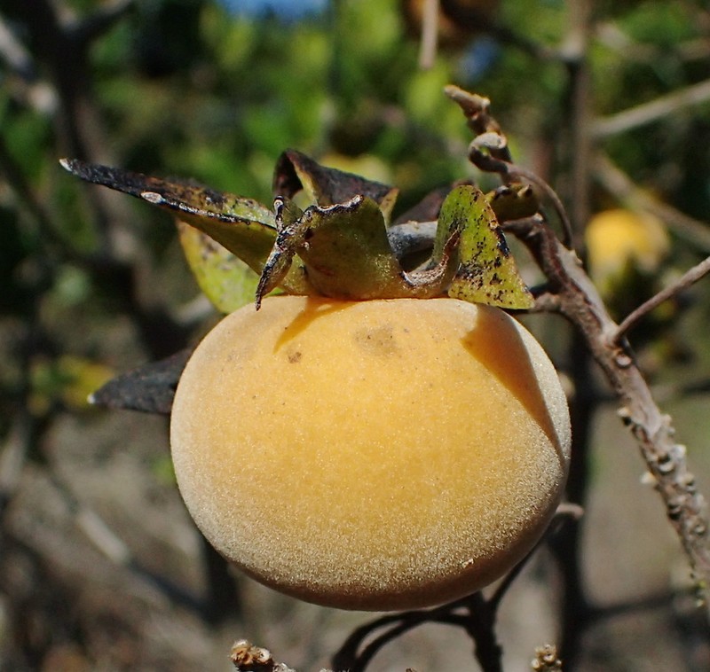 Diospyros dichrophylla photo 6