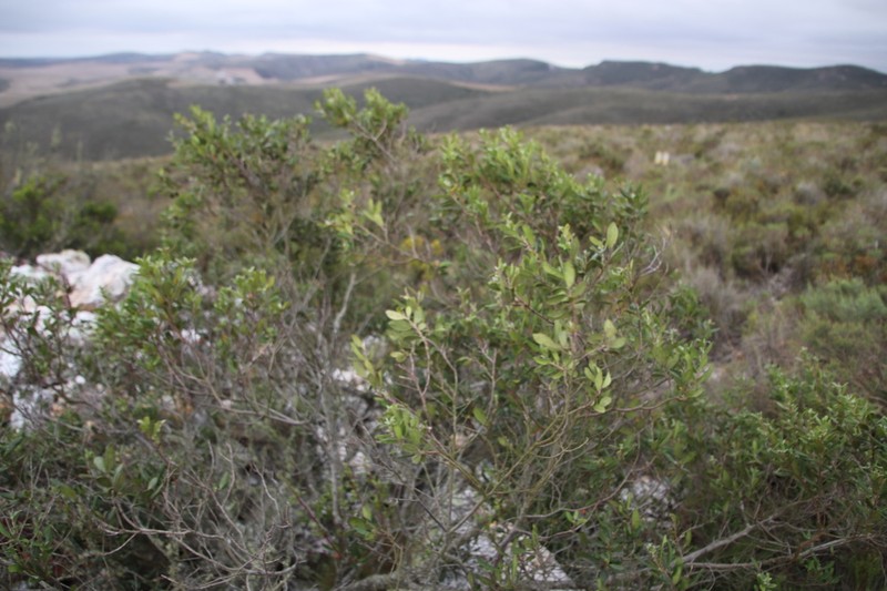 Diospyros dichrophylla photo 7