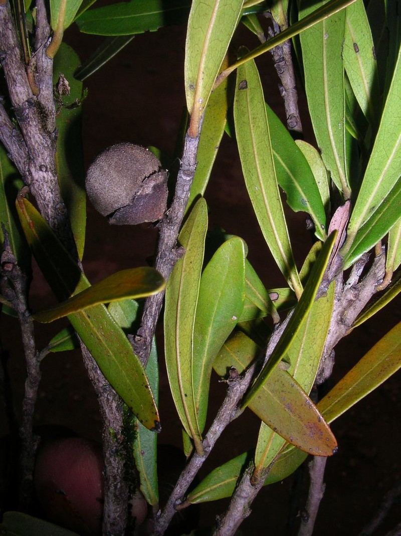 Diospyros dicorypheoides