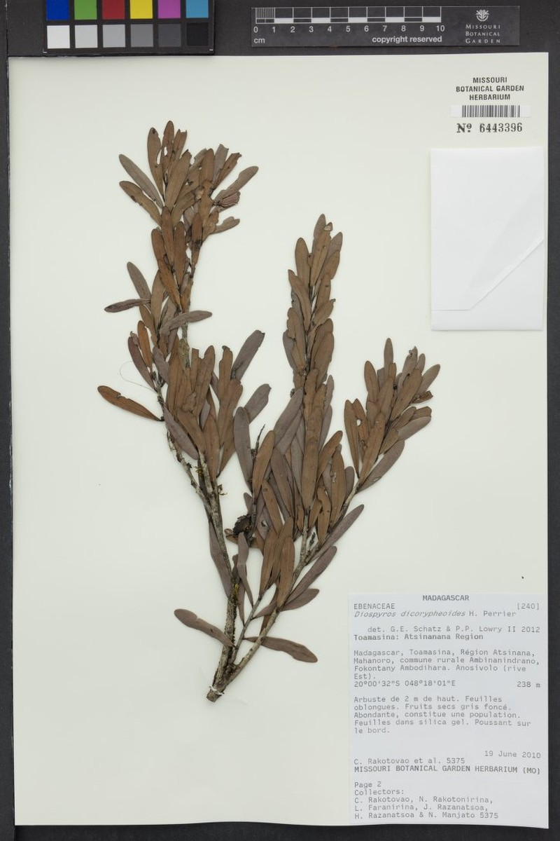 Diospyros dicorypheoides photo 2