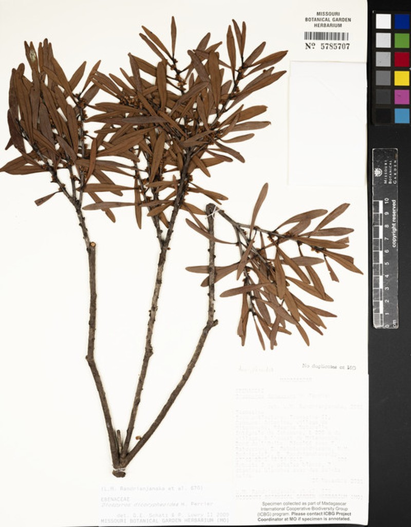 Diospyros dicorypheoides photo 3