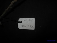 Diospyros dictyoneura