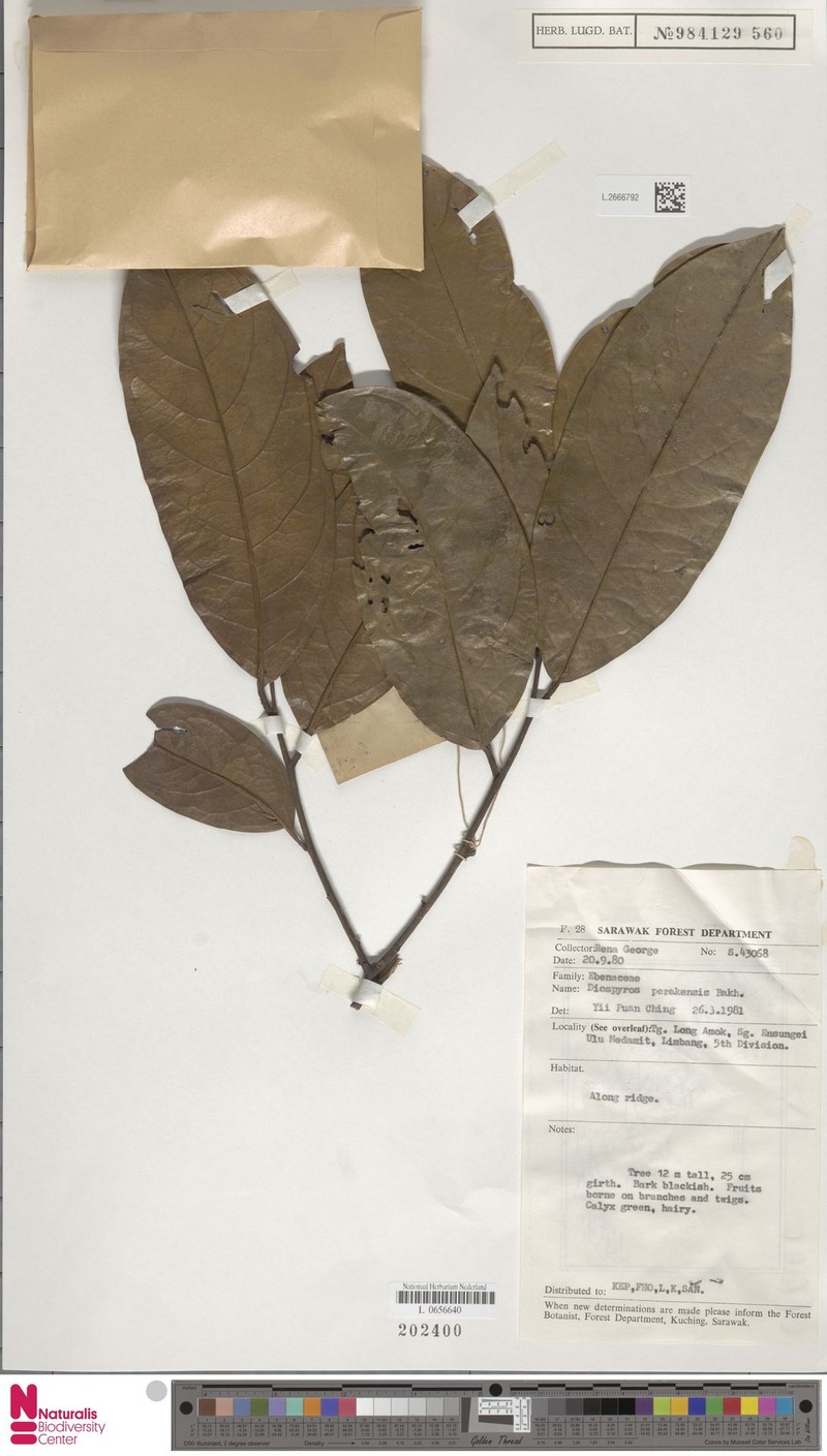 Diospyros dictyoneura photo 2