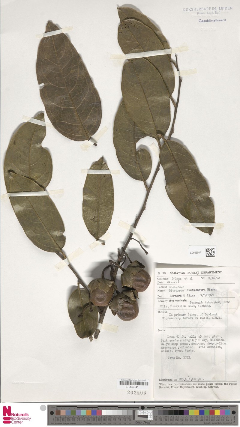 Diospyros dictyoneura photo 3
