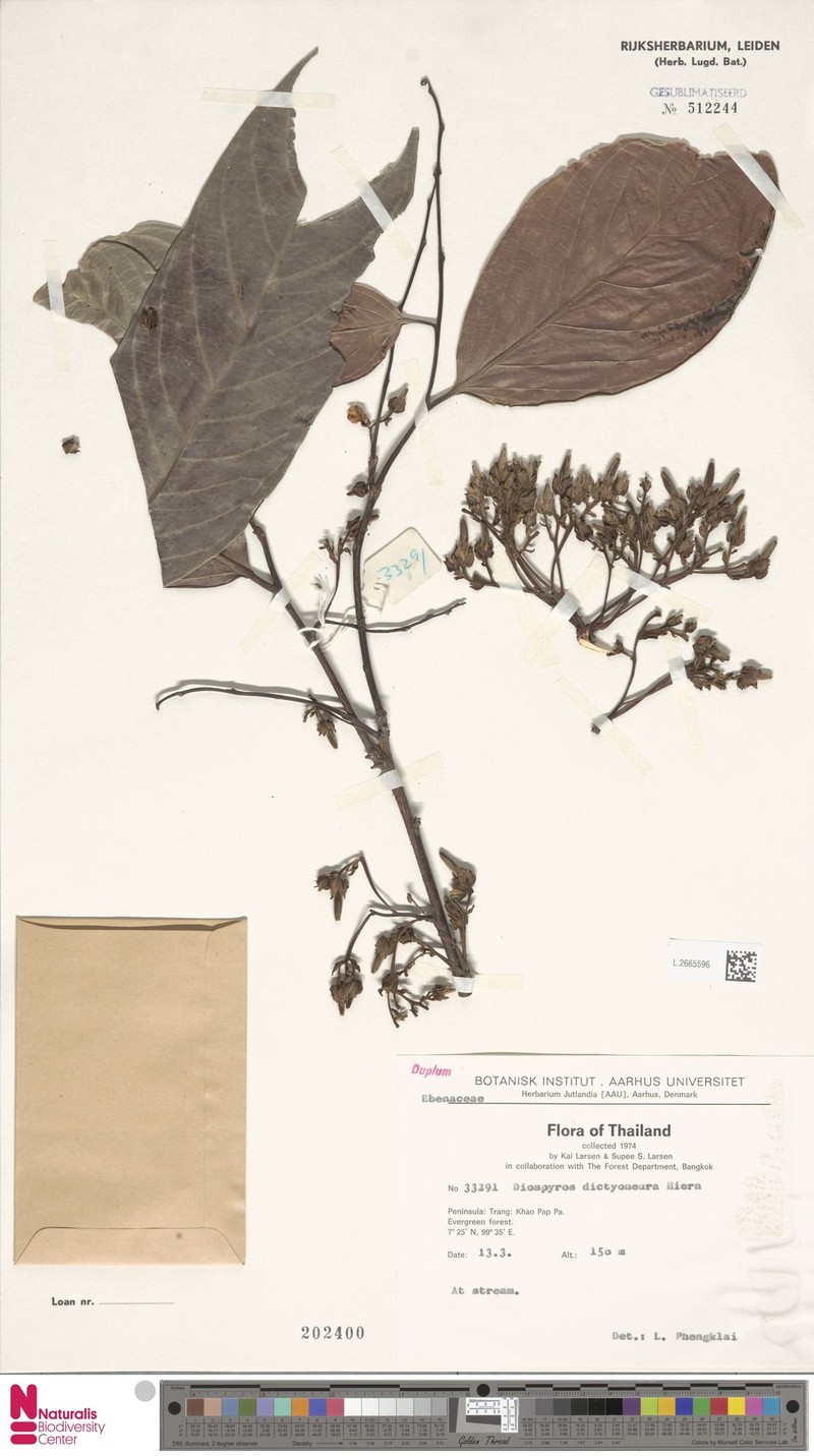 Diospyros dictyoneura photo 5