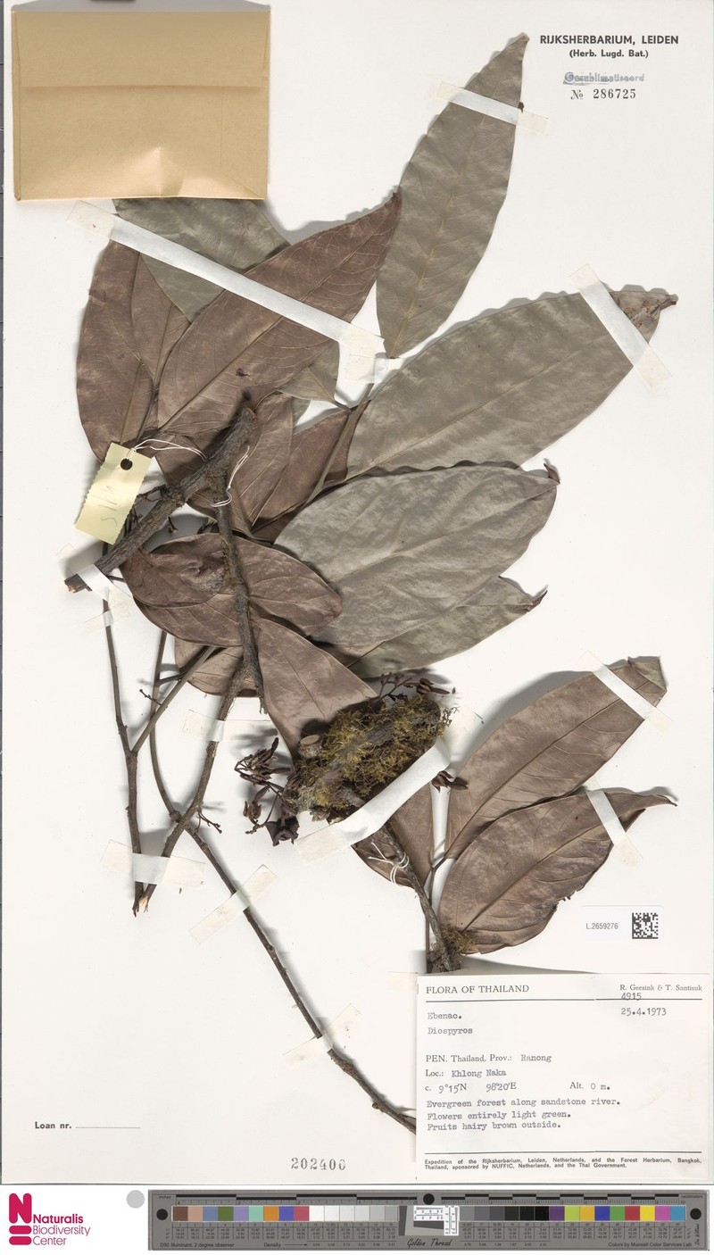 Diospyros dictyoneura photo 8