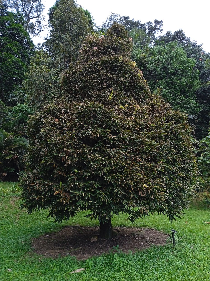 Diospyros diepenhorstii