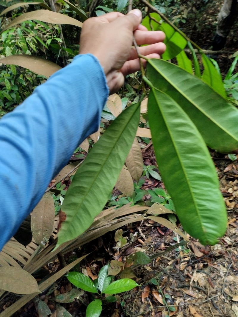 Diospyros diepenhorstii photo 2