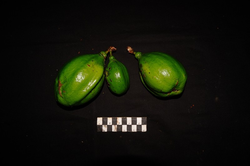 Diospyros diepenhorstii photo 3