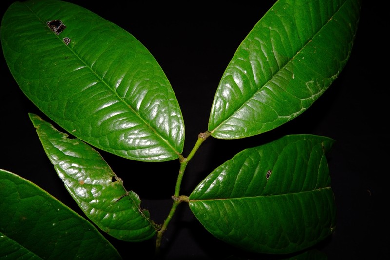 Diospyros diepenhorstii photo 4