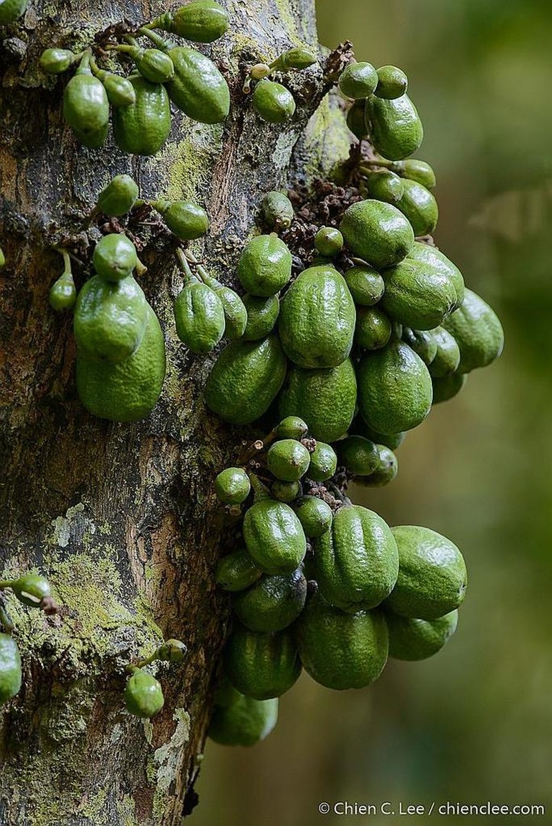 Diospyros diepenhorstii photo 5
