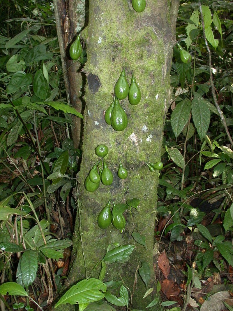 Diospyros diepenhorstii photo 6
