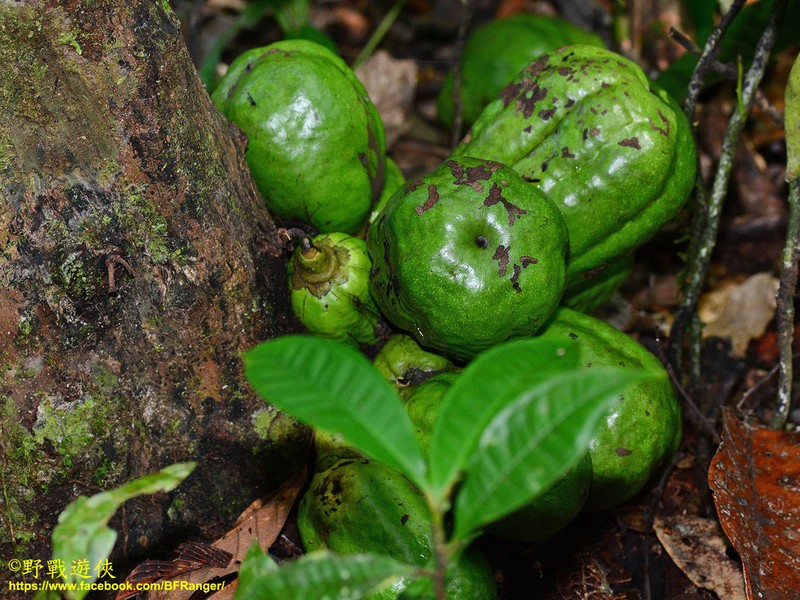 Diospyros diepenhorstii photo 7