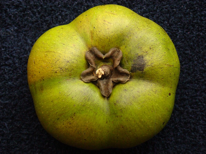 Black Sapote photo 4