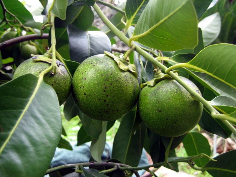 Black Sapote photo 5