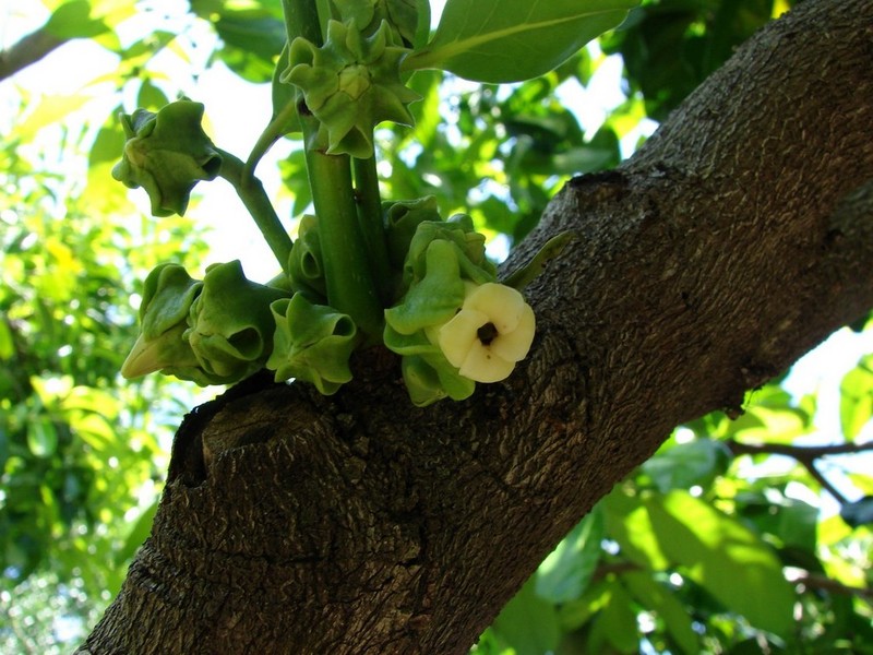 Black Sapote photo 2