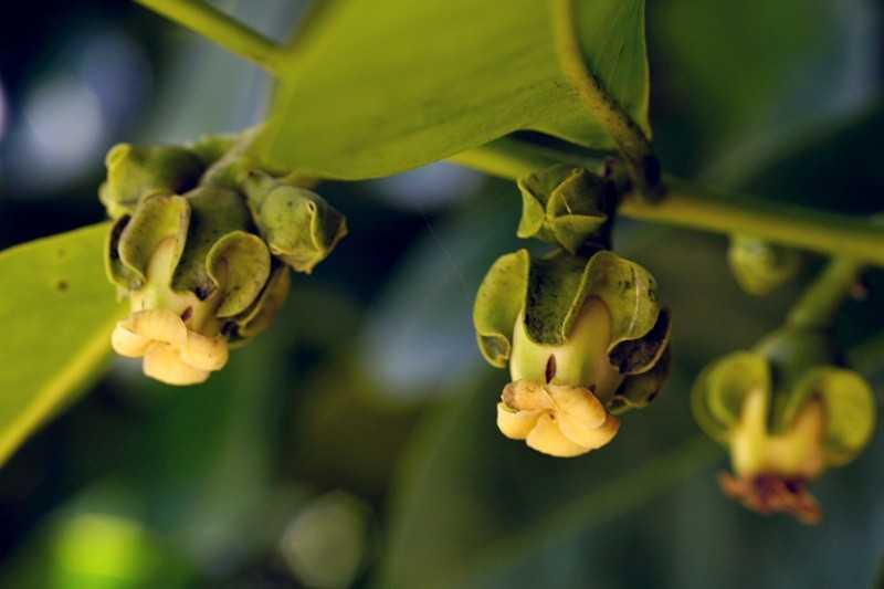 Black Sapote photo 3