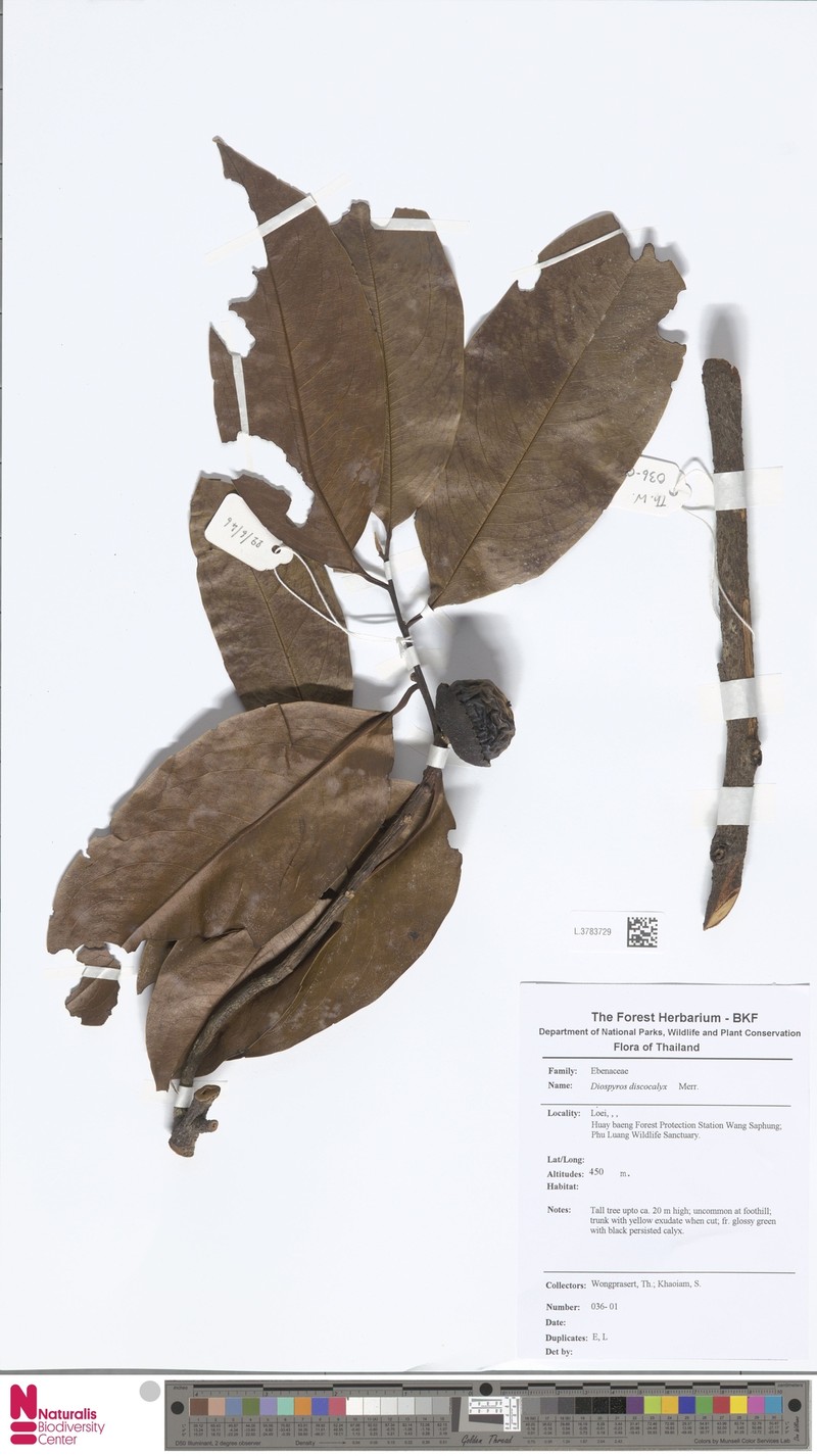 Diospyros discocalyx
