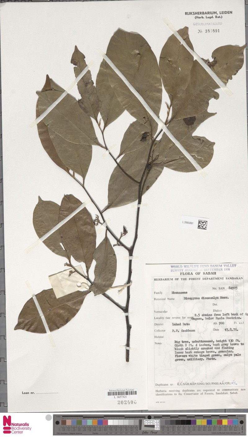 Diospyros discocalyx photo 2