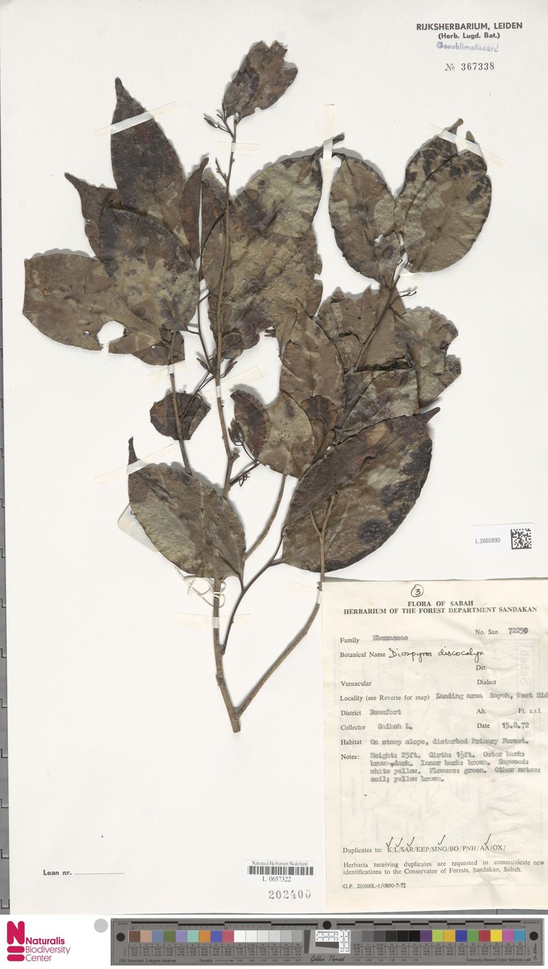 Diospyros discocalyx photo 3