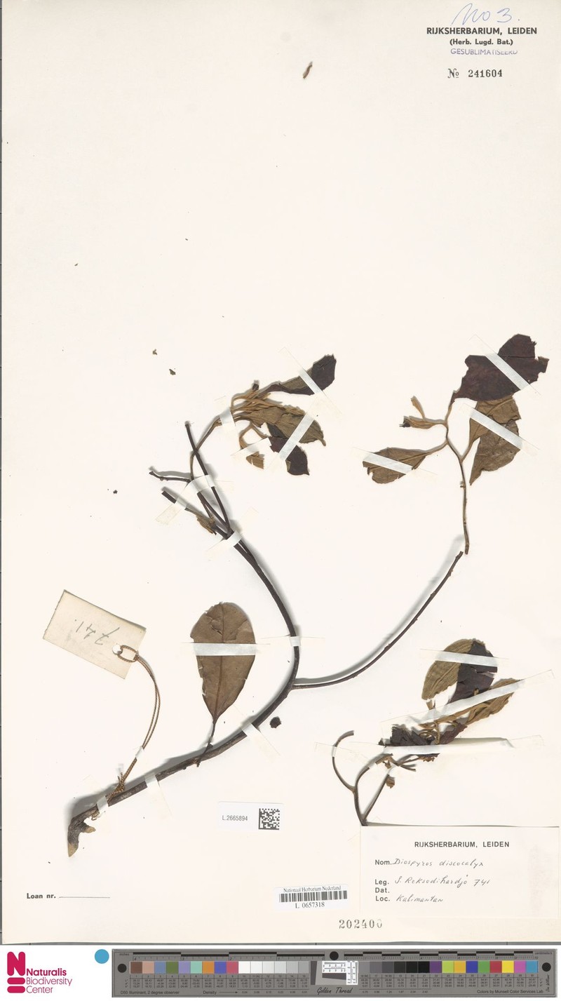 Diospyros discocalyx photo 4