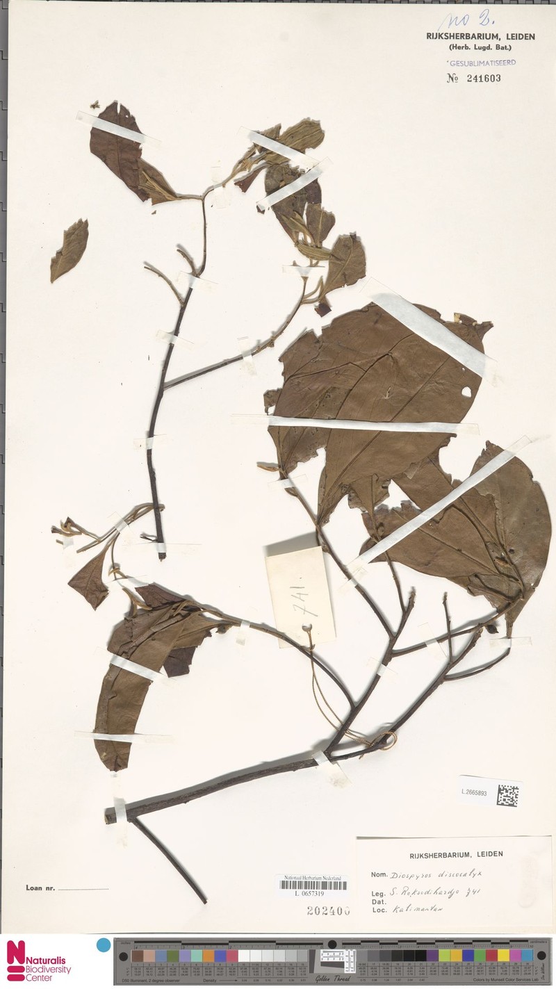 Diospyros discocalyx photo 5