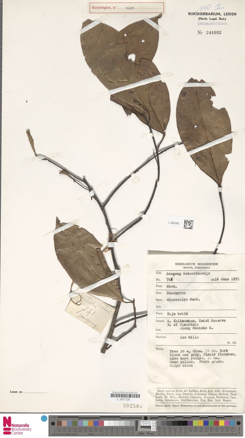 Diospyros discocalyx photo 6