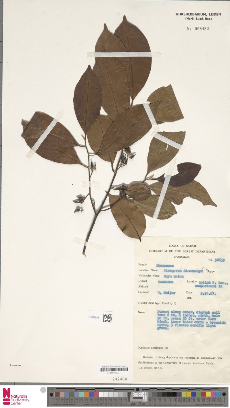 Diospyros discocalyx photo 7