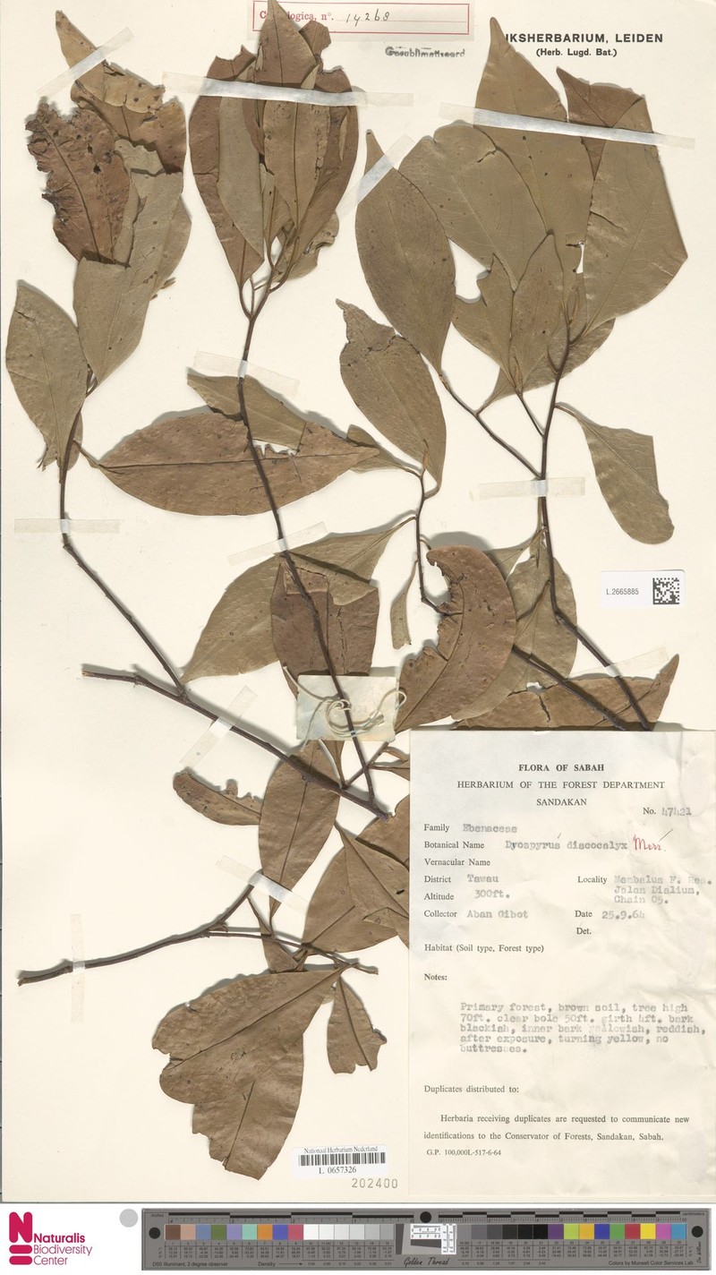 Diospyros discocalyx photo 8
