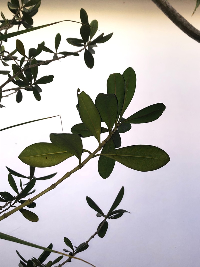 Diospyros diversifolia photo 2