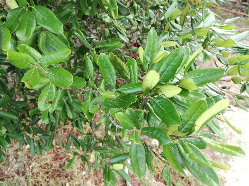 Diospyros diversifolia photo 4