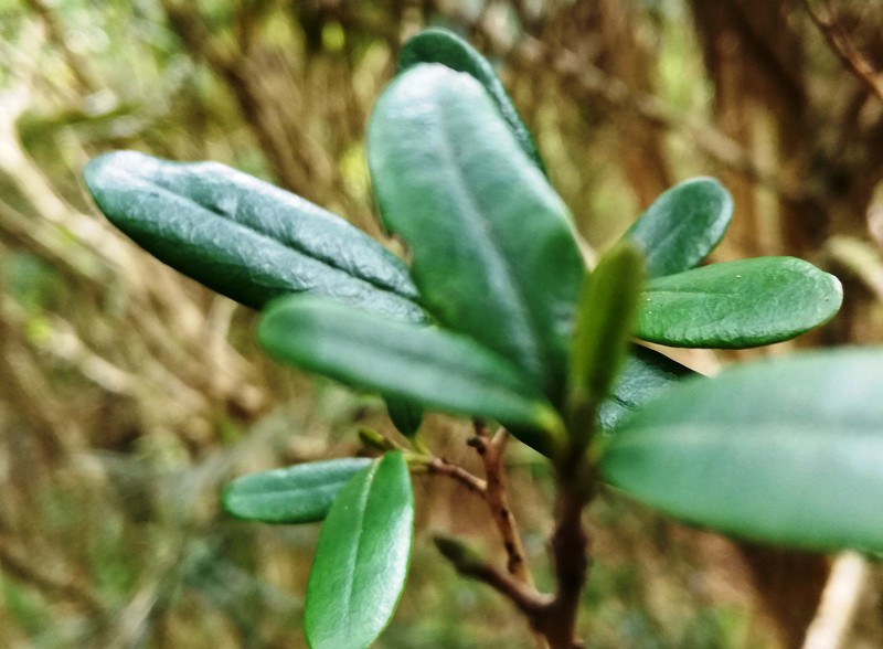 Diospyros diversifolia photo 5